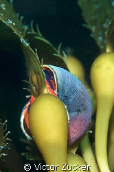 norris's top snail on kelp by Victor Zucker 